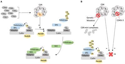 Cullin Deneddylation Suppresses the Necroptotic Pathway in Cardiomyocytes